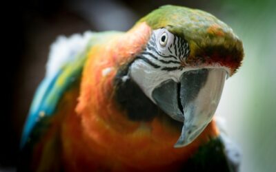 Waarom nieuwsgierigheid ons crisisbestendig maakt