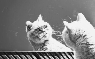 Verandering mislukt niet door gebrek aan sturing, maar door een gebrek aan verwondering