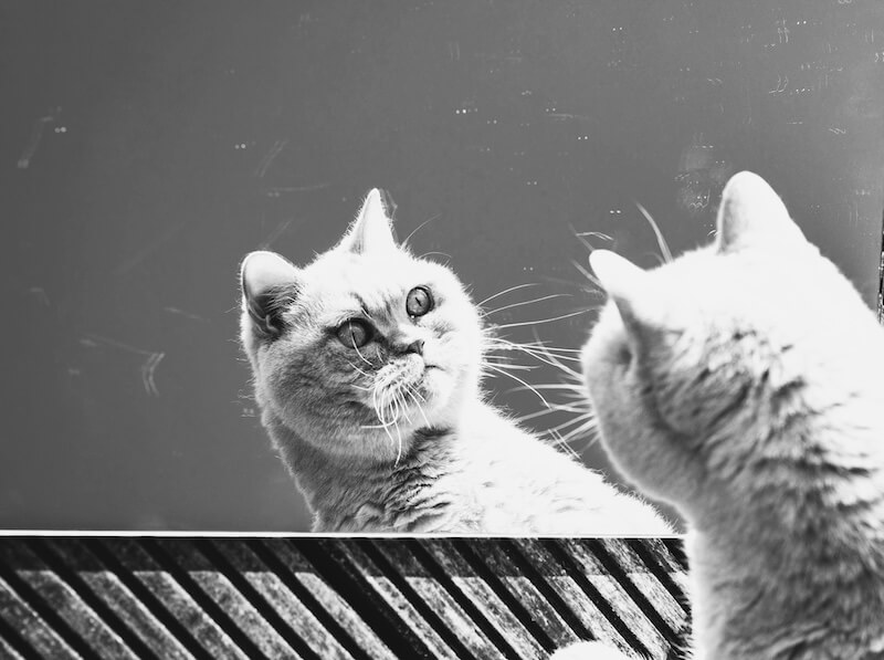 verandering en verwondering